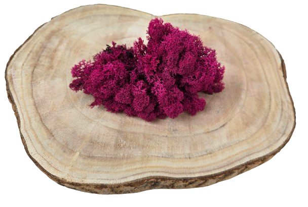 Reindeer Dried Preserved Moss (Icelandic Moss) Box