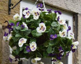 Artificial Silk Pansy Ball Hanging Basket