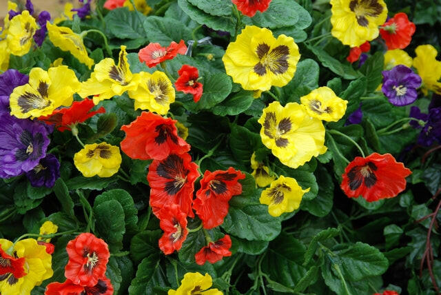 Artificial Silk Pansy Ball Hanging Basket Large Deluxe