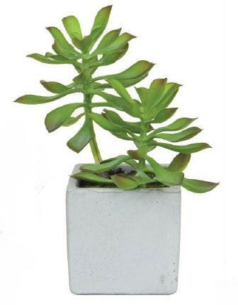 Artificial Succulent in White Cement Pot