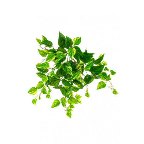 Artificial Pothos Trail UV