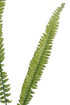 Artificial Tall Fern Spray