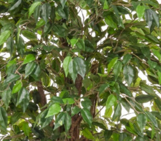 Artificial Silk Ficus Liana Tree