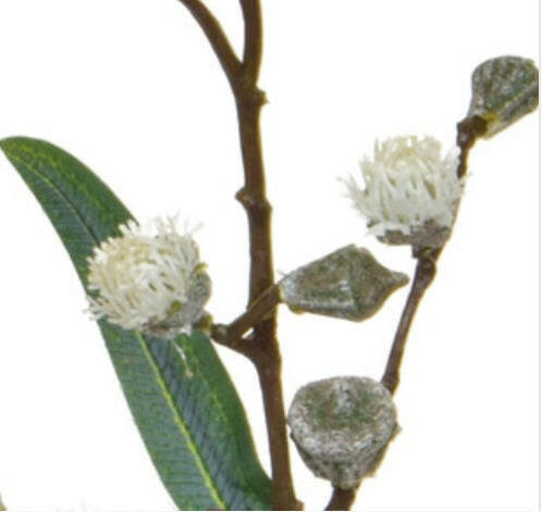 Artificial Eucalyptus with Pods