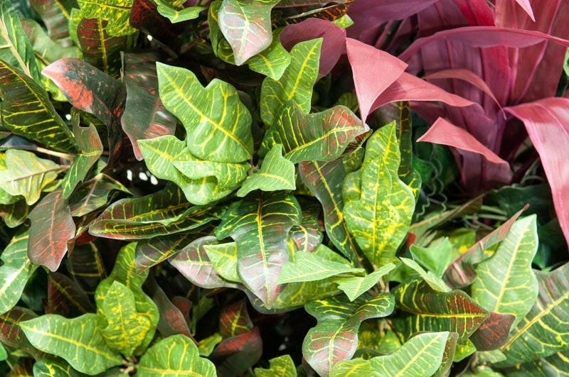 Artificial Flexi Back Green Wall Cheviot 100 x 100cm