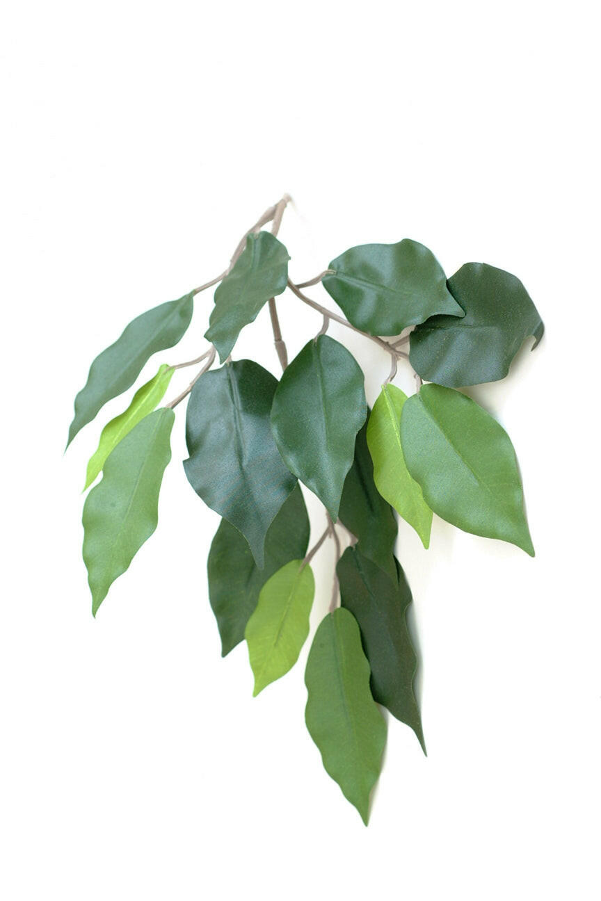 Ficus Leaf