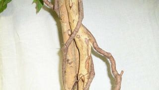 Natural Wood Stems