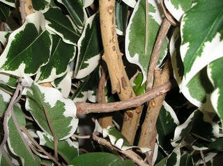 up close on Ficus