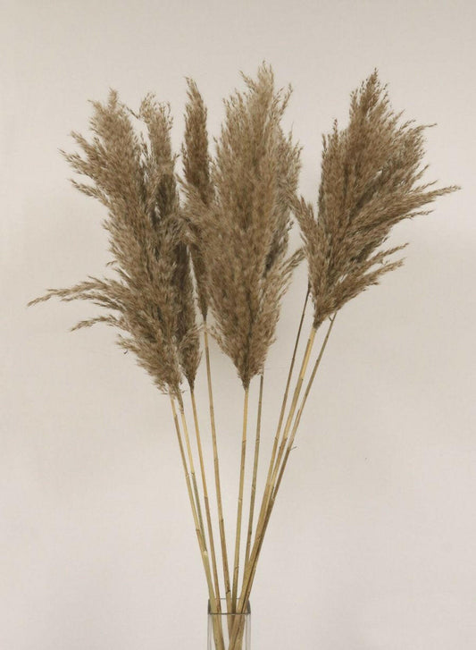 Artificial Dried Extra Fluffy Pampas Bunch