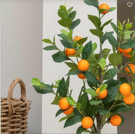 Close up of the Orange Tree