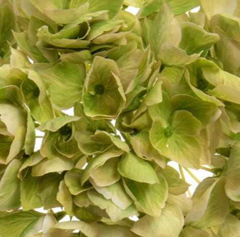 Justartificial.co.uk Artificial Silk Hydrangea Green 46cm close up