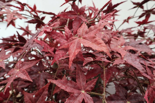 Justartificial.co.uk Maple Tree close up of leaves