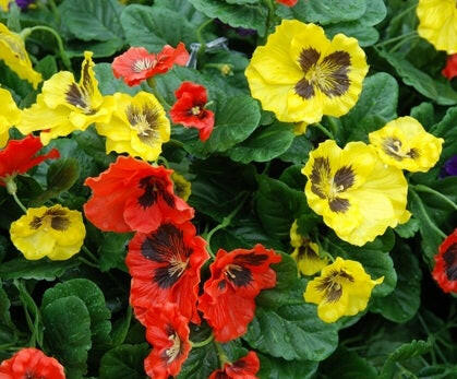 Artificial Silk Pansy Deluxe Large Hanging Basket
