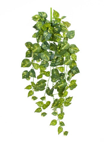 Artificial Silk Pothos Trail FR