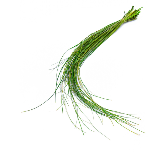 Preserved Bear Grass FR 60cm