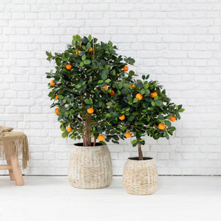 Ash Collection Planters