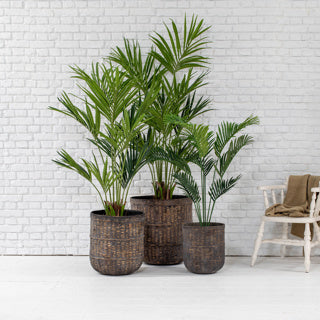 Beech Collection Planters