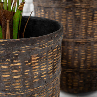 Beech Collection Planters