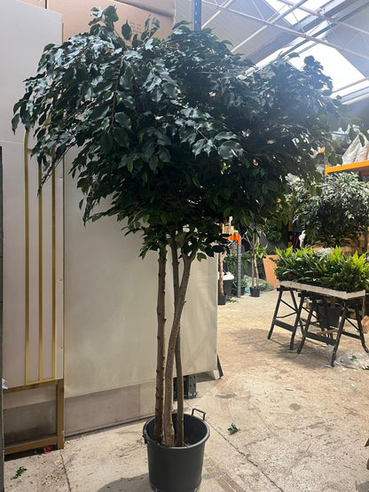 Artificial Silk Ficus Tree  Fire Retardant