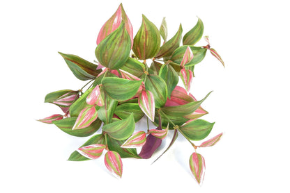 Artificial Silk Tradescantia Trail