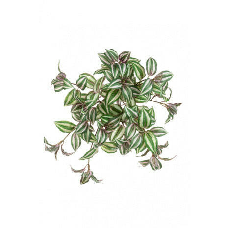 Artificial Tradescantia Trail UV