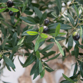 Artificial Silk Olive Coffee Stem Tree Trunk FR