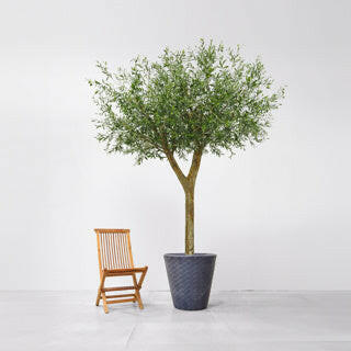 Artificial Bespoke Natural Olive Tree FR