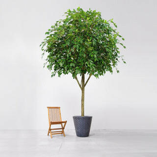 Artificial Bespoke Ficus Exotica Tree FR