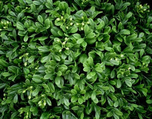 Artificial Topiary Boxwood Large Balls