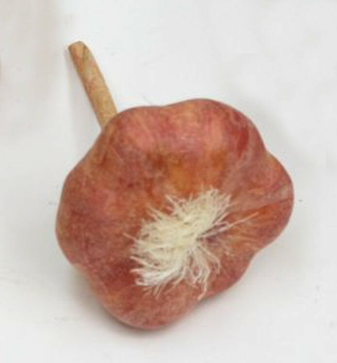 Artificial Garlic