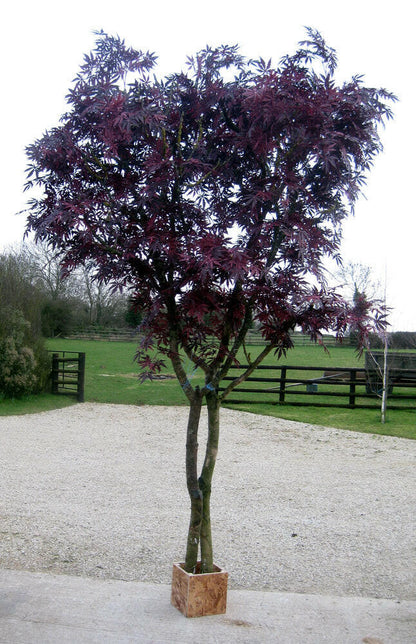 Artificial Silk Maple Tree Fire Retardant