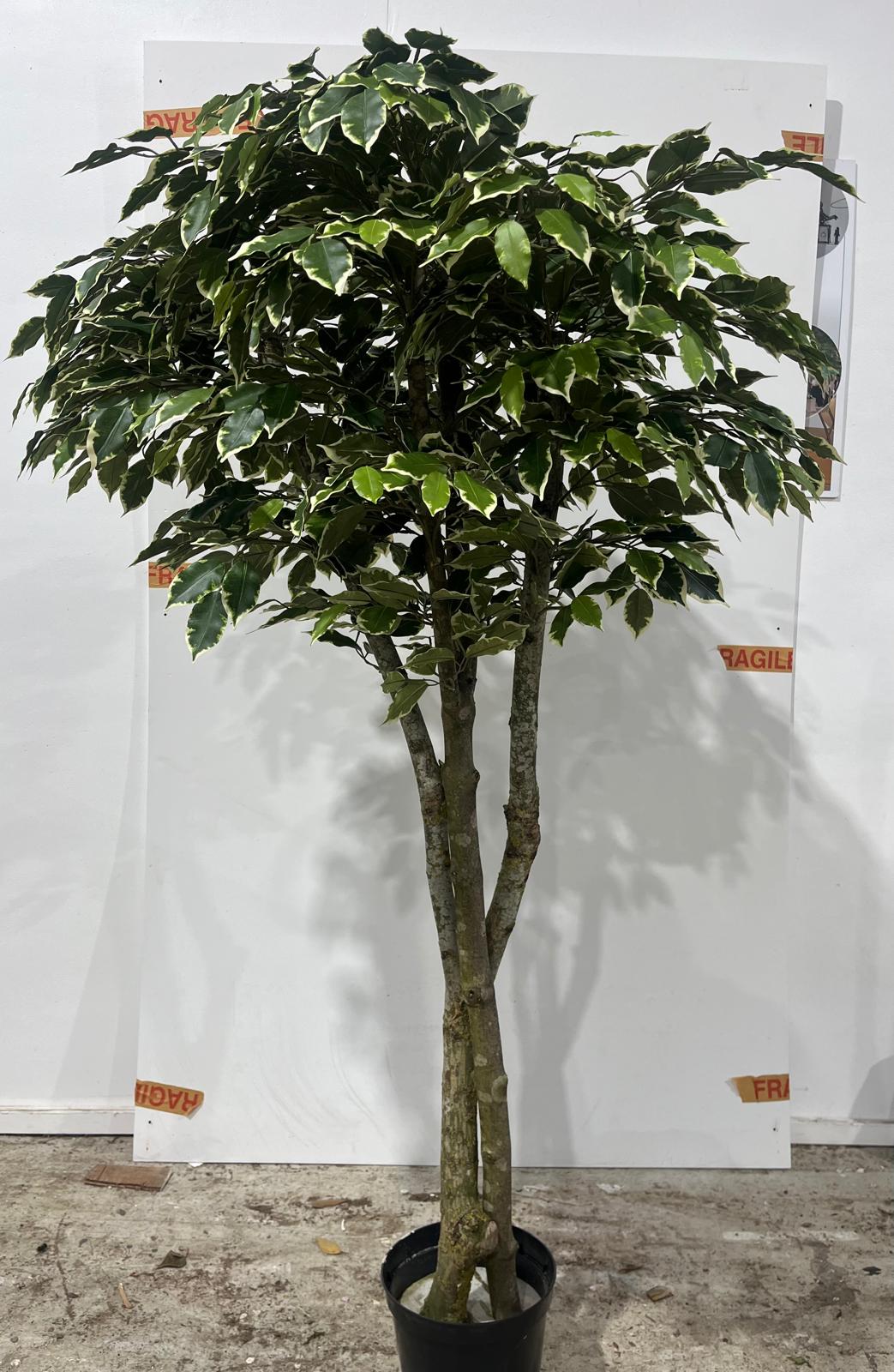 Artificial Silk Ficus Benjamina Tree FR