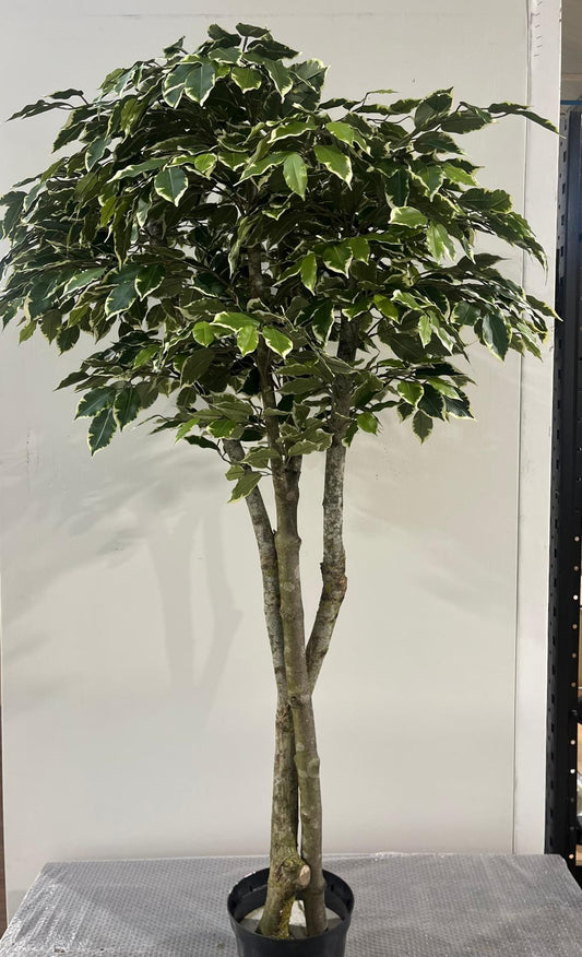 Artificial Silk Ficus Benjamina Tree FR
