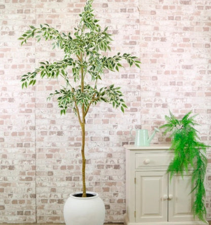 Artificial Silk French Ficus Tree 170cm