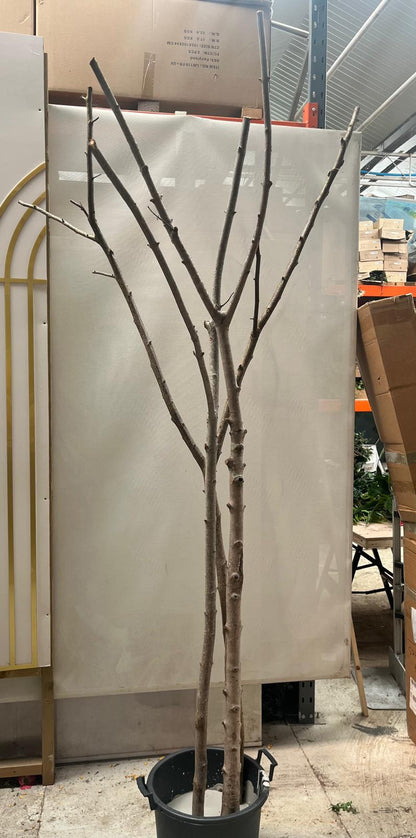 Artificial Silk Ficus Tree  Fire Retardant